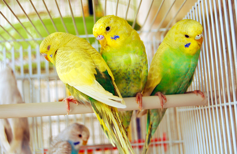 Budgerigar best sale breeding cages