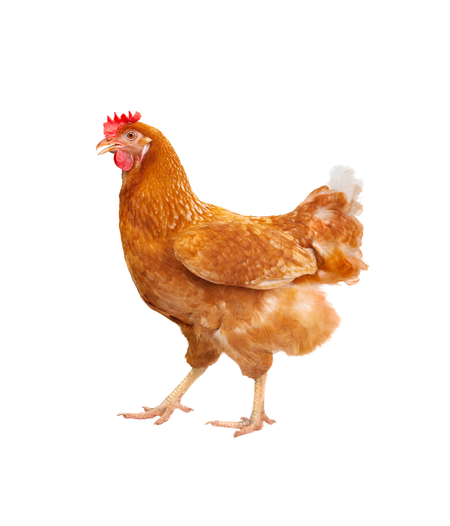 Chicken Farming Products for Game Fowl, Backyard & Show Chickens