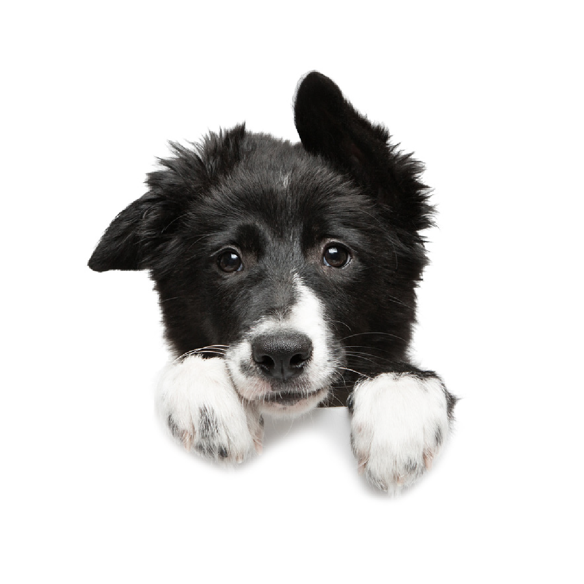 Dog Supplies: Effective Dog Treatment Solutions