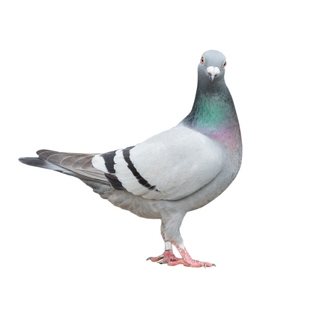 Pigeon Breeding Supplies and Products