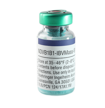 LaSota Strain - Newcastle Vaccine (Boehringer Ingelheim)