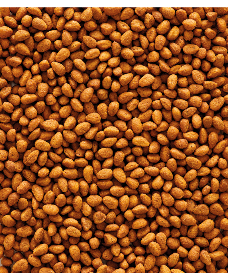 Food for Big Parakeets