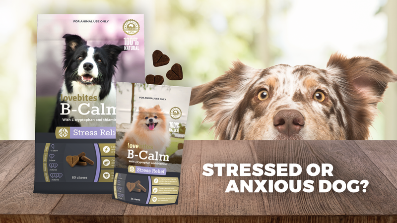 Natural Stress Relief for Dogs