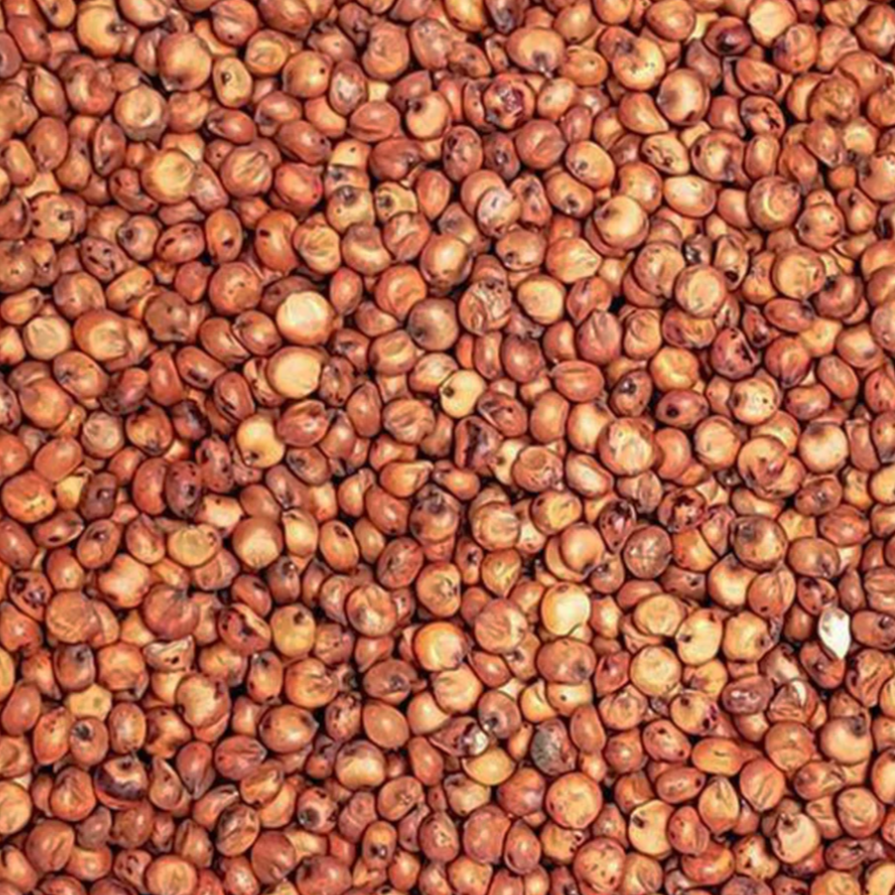 Recleaned Milo from Leach Grain & Milling