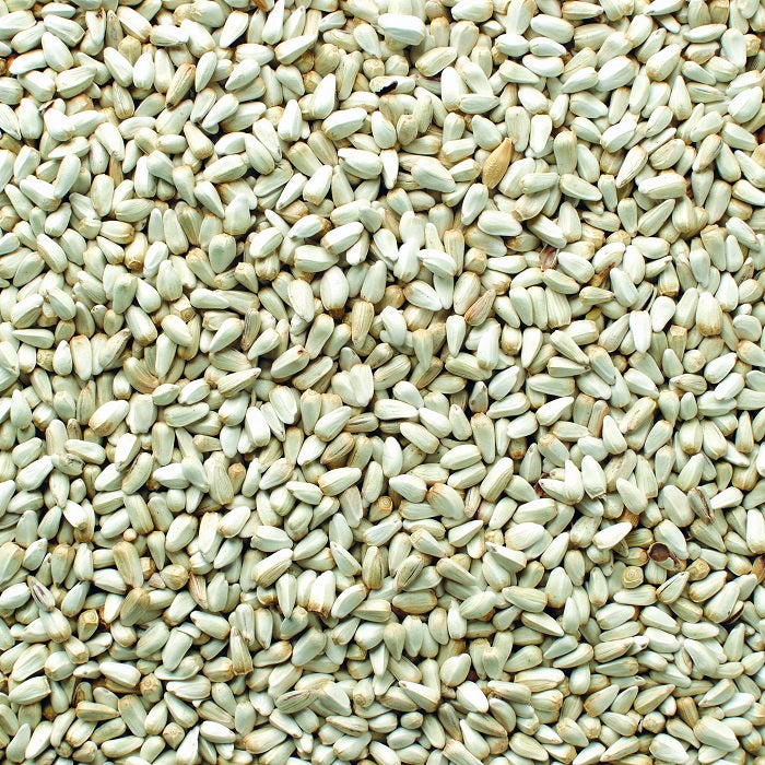 plant safflower seeds Safflower (Leach Grain & Milling) Premium Safflower Bird Seed 50 LBS