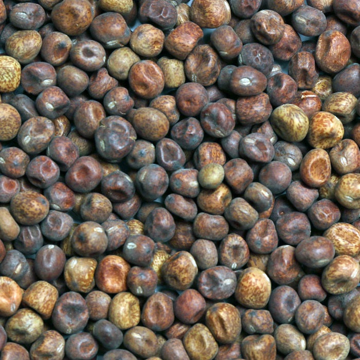 Maple Peas for Pigeons