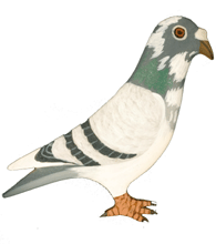 PAINTED BY HAND BLUE BAR SPLASH PIGEON PIN