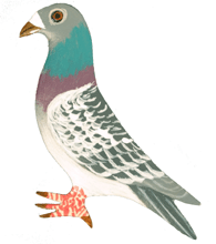 PAINTED BY HAND BLUE CHECK PIGEON PIN