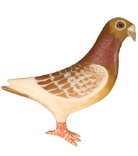 PAINTED BY HAND RED CHECK PIGEON PIN