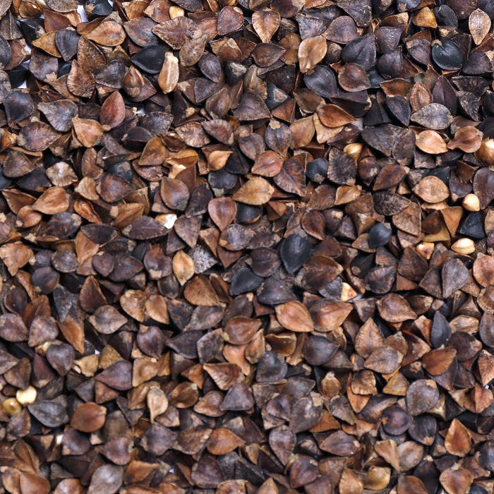 Buckwheat Bird Feed