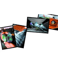 DELUXE NOTE CARDS WITH ENVELOPES