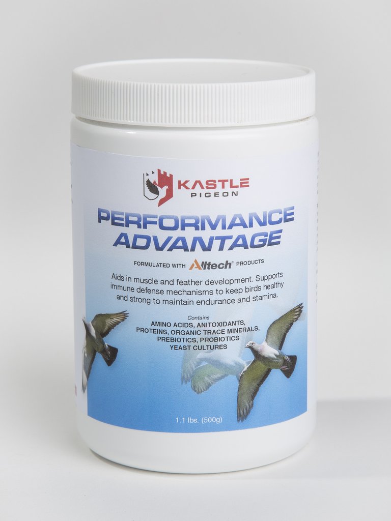 Jedds birds hotsell and pigeons supply