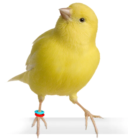 E-Z ELASTIC RINGS (Smisdom)