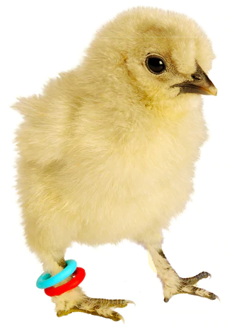 E-Z ELASTIC RINGS (Smisdom)