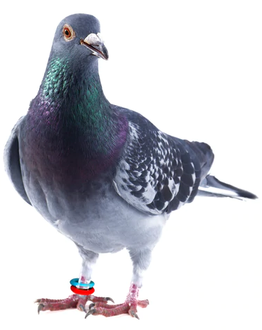 E-Z ELASTIC RINGS (Smisdom)