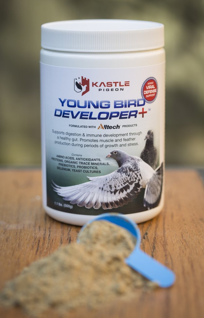 Jedds pigeon discount bird supply