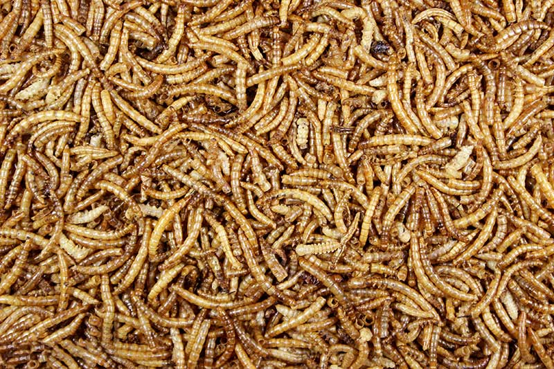 Dried Mealworms