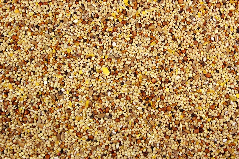 Wild Bird Seed Mix