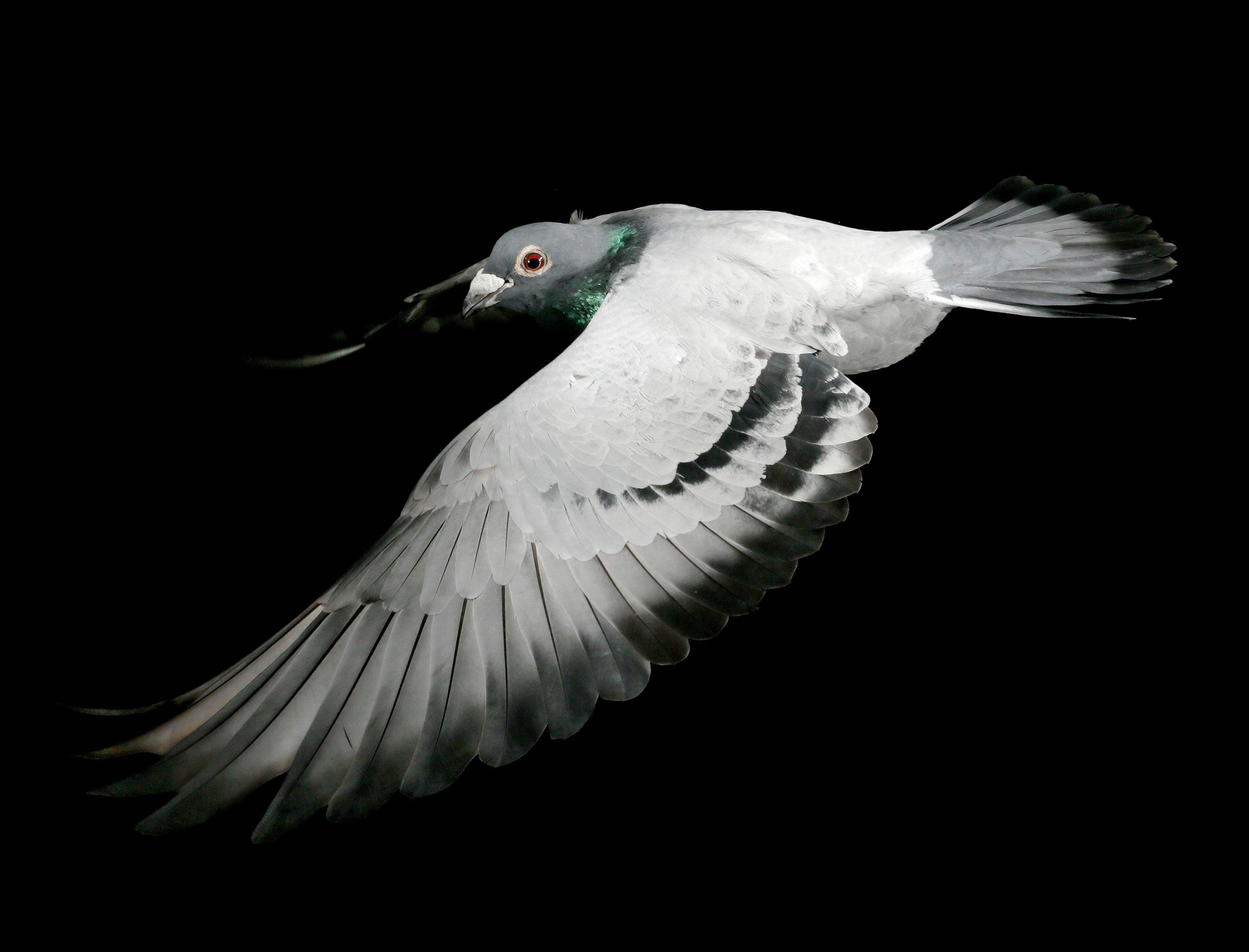 Feathers!