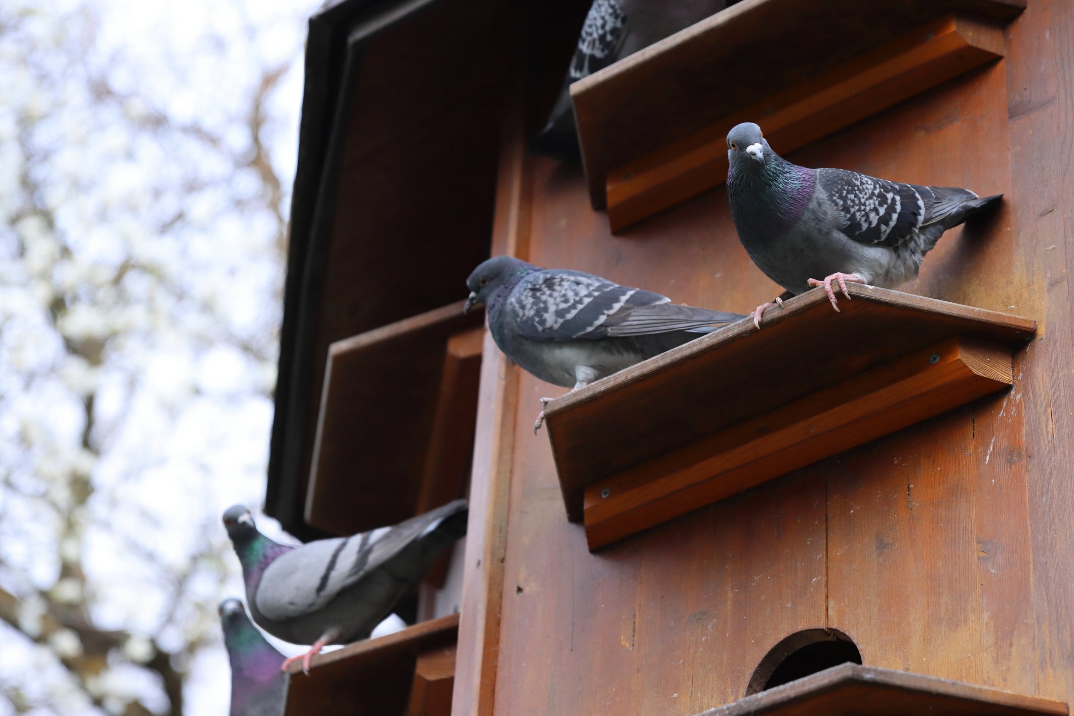 Resolving Issues in the Breeding Loft