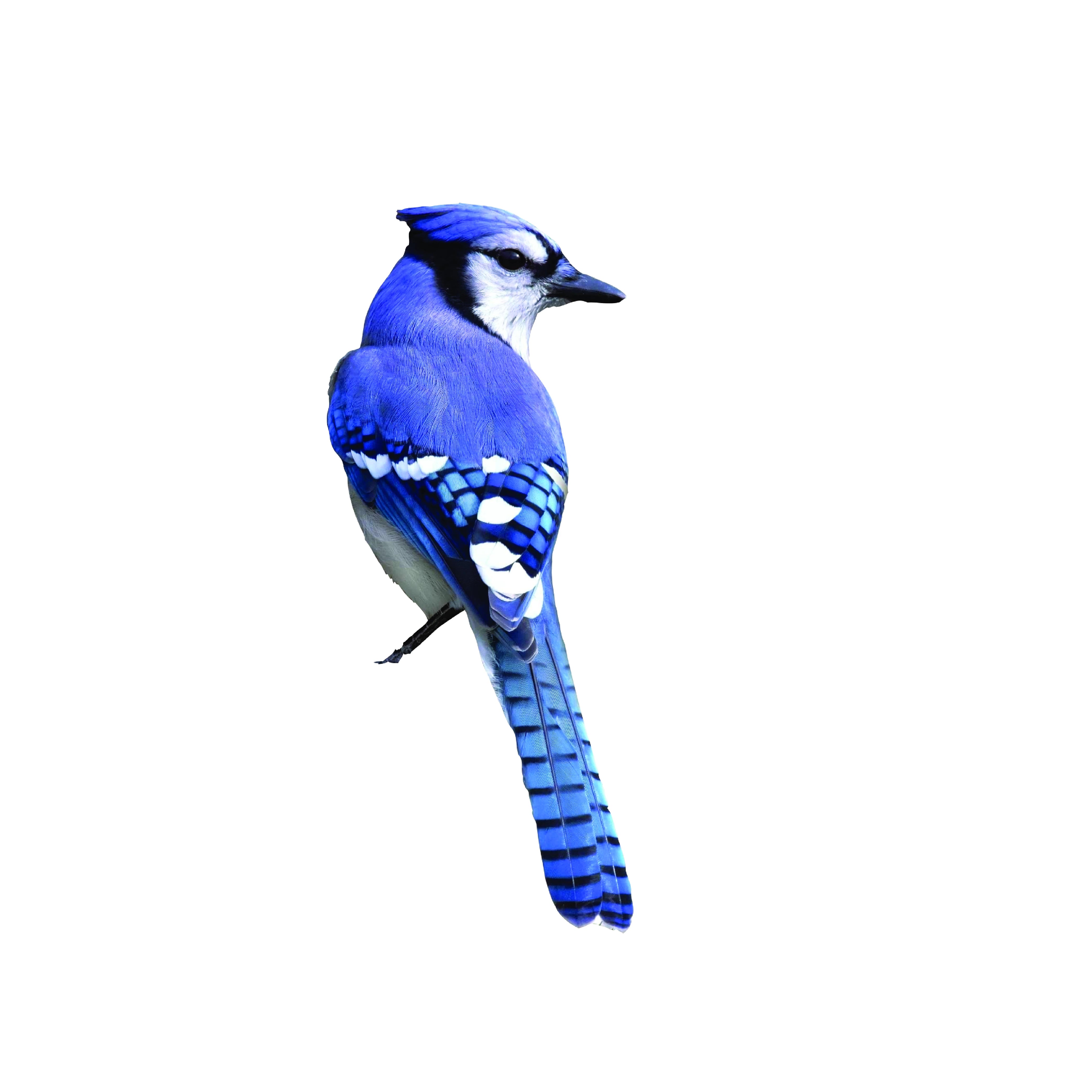 Wild Bird Feed