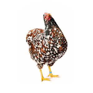 Chicken Feed