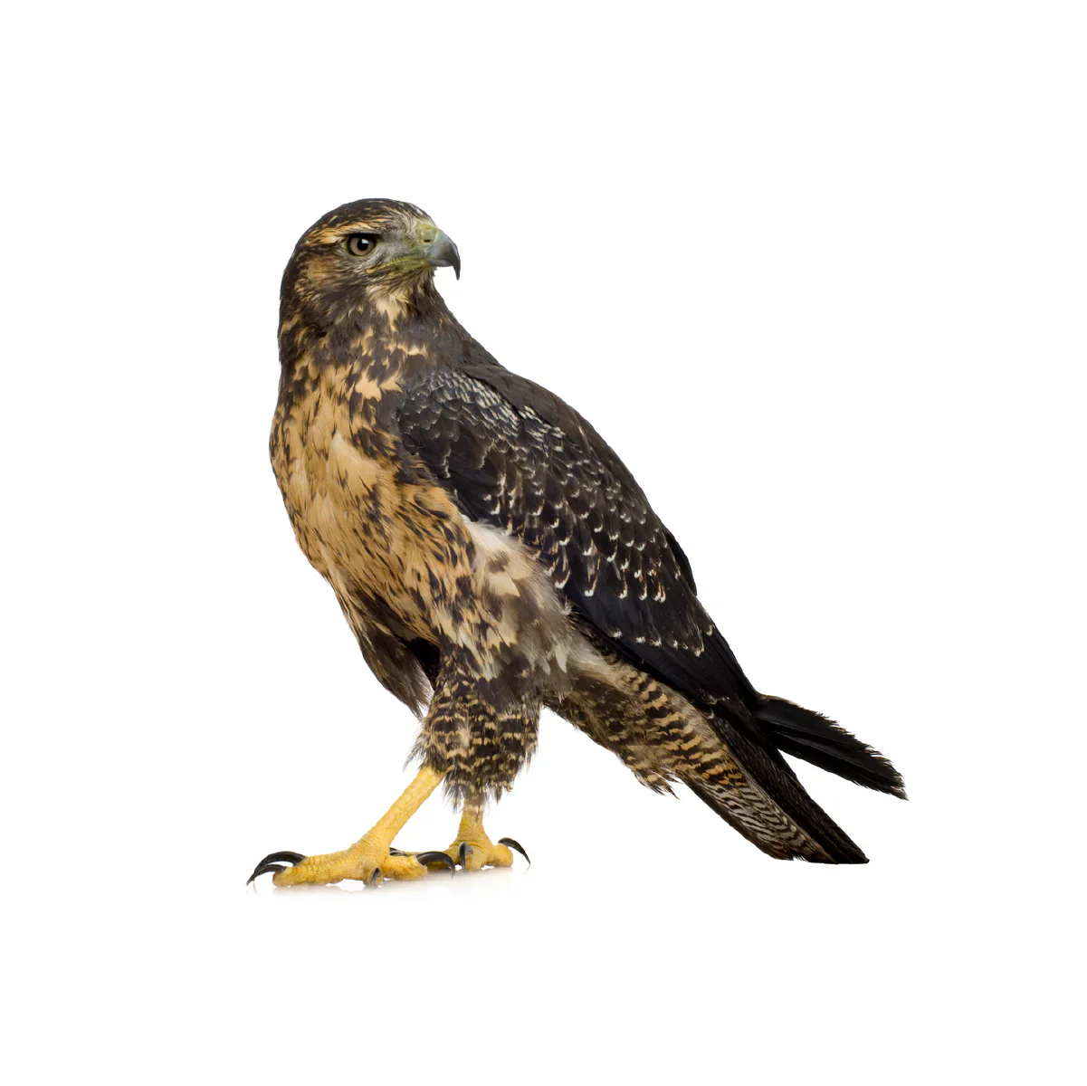Raptors