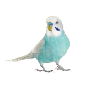 Pet Bird Feed