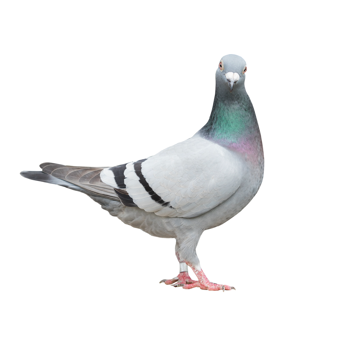 Pigeon Feed