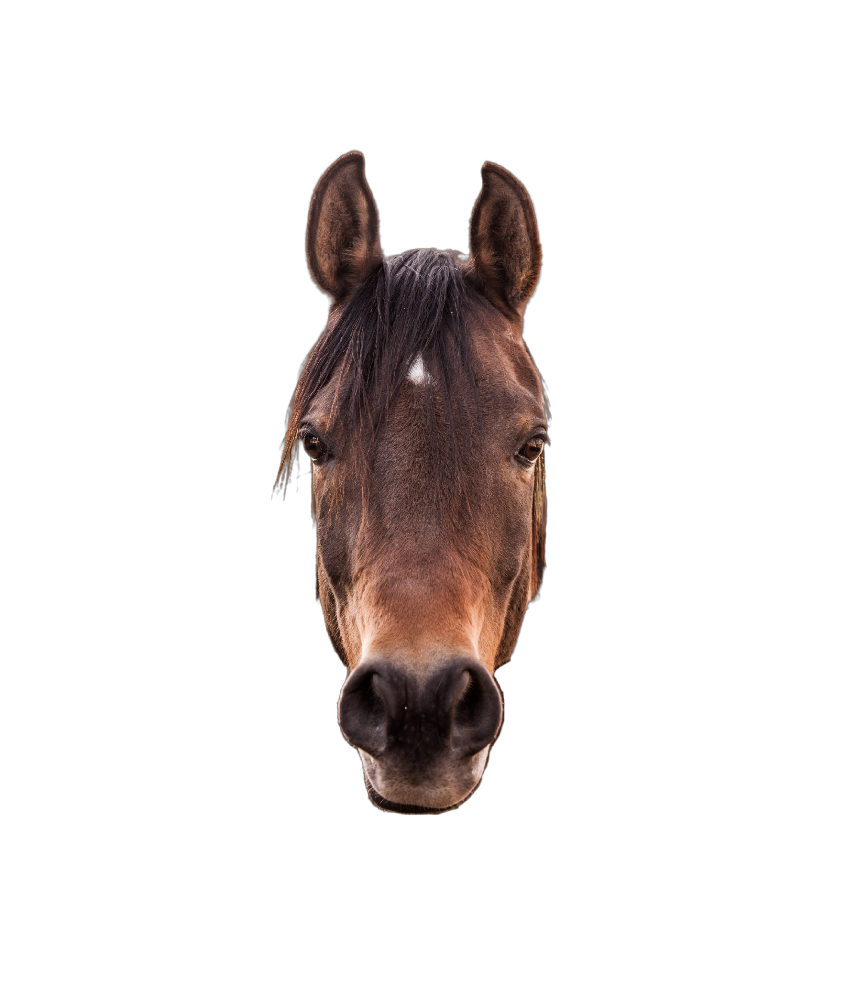 horse supplies