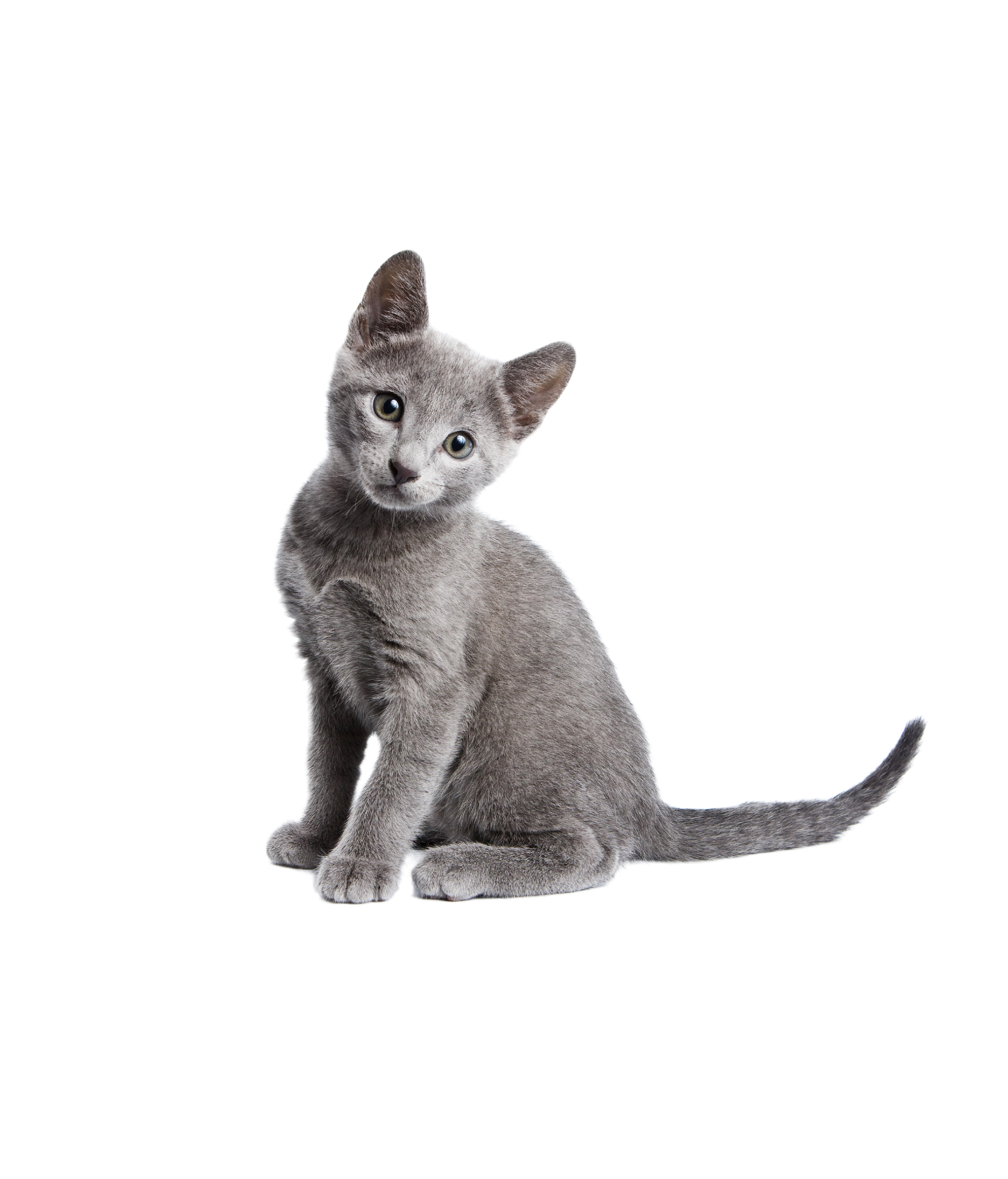 Cat Supplies & Cat Products