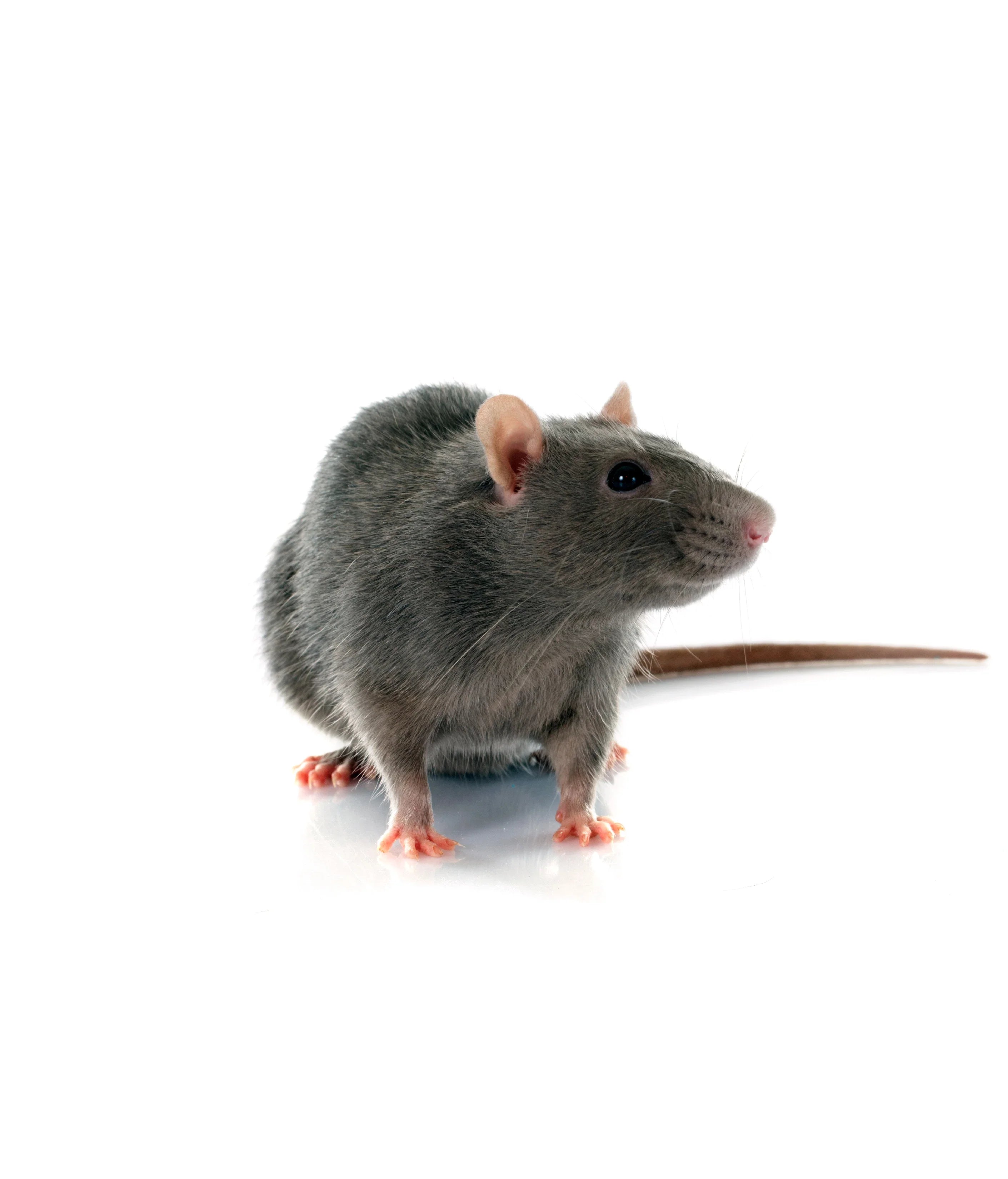 Feed & Supplies for Rodents