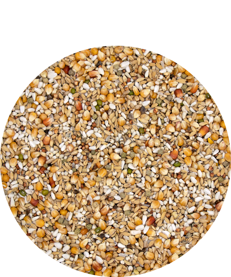 Racing Pigeons Feed