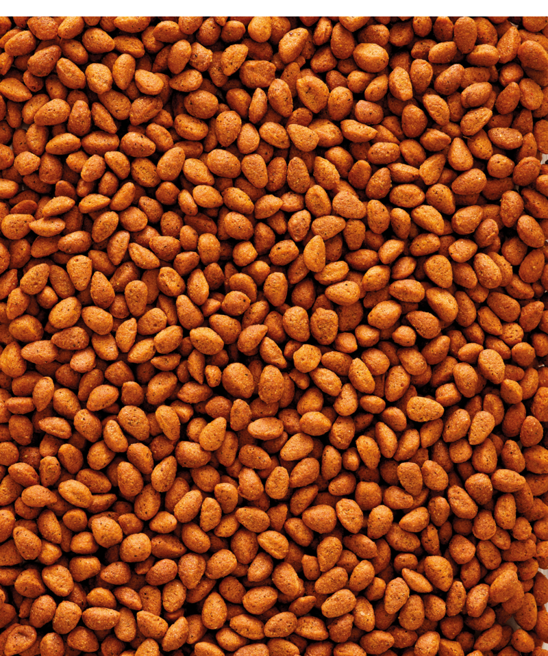 Parakeet Food