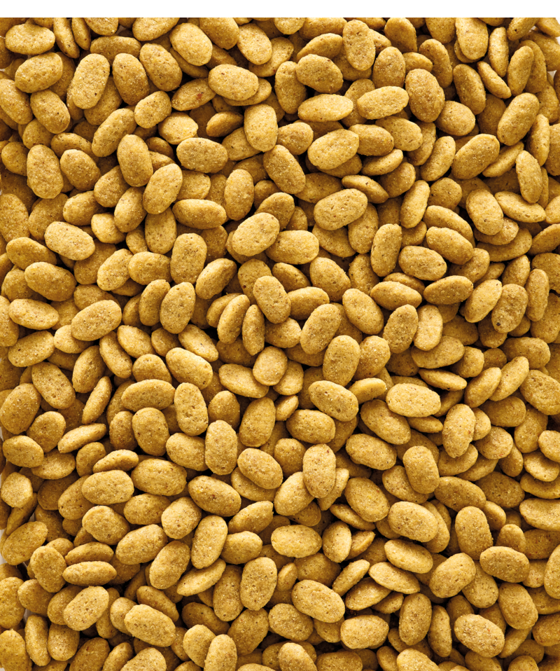 Premium Parrot Pellets