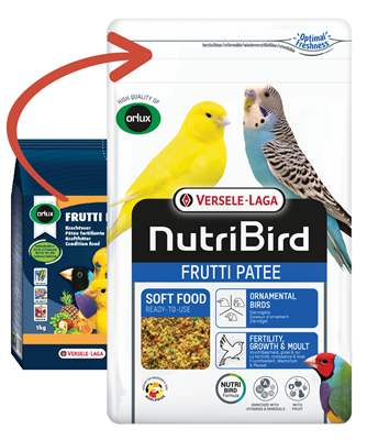 Nutritious Omega-3 Food for Budgies