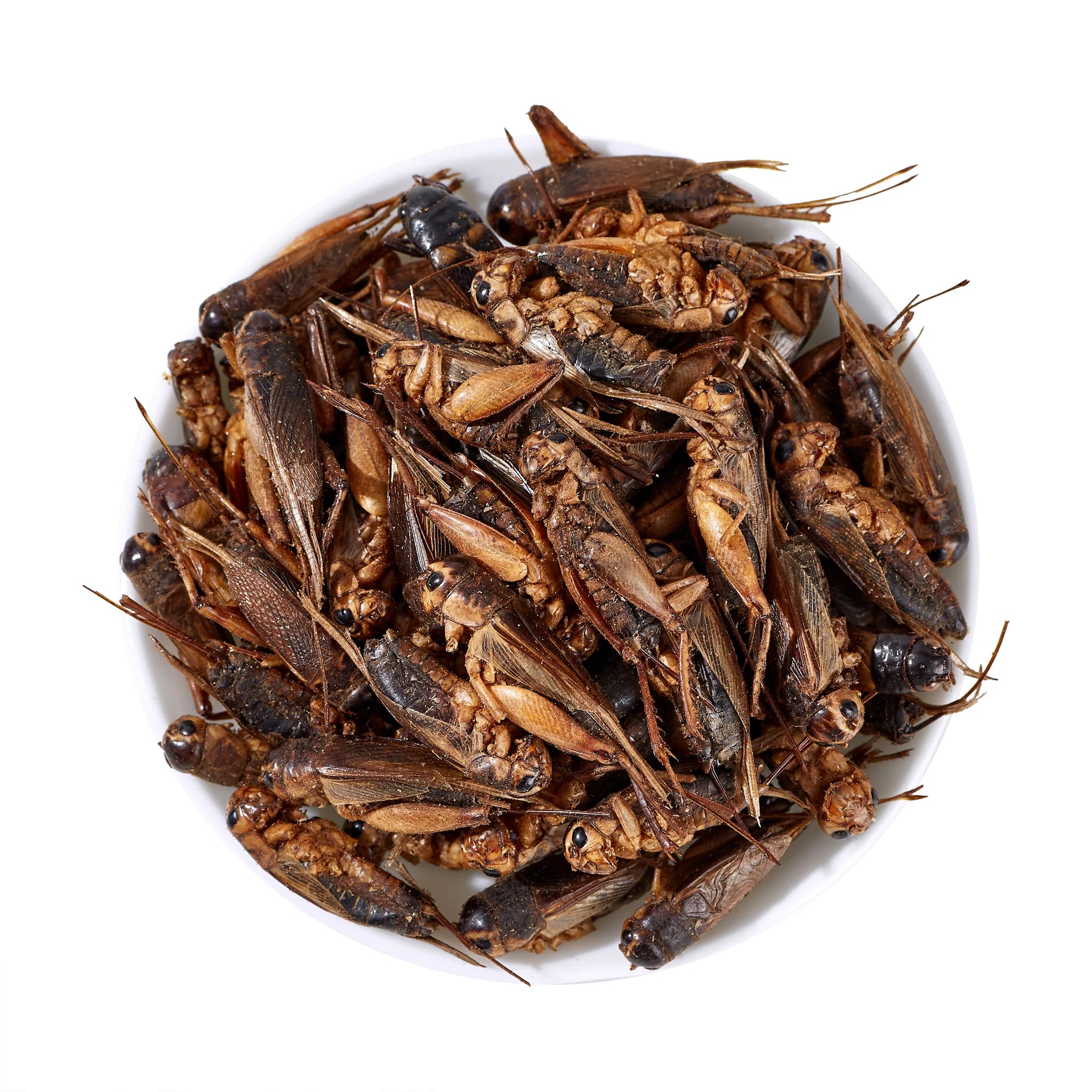 LuckyQworms 1lb Dried Crickets – High-Protein Natural Insect Feed for Chickens, Birds, Reptiles & Fish | All-Natural, Resealable Freeze-Dried Pet Treats