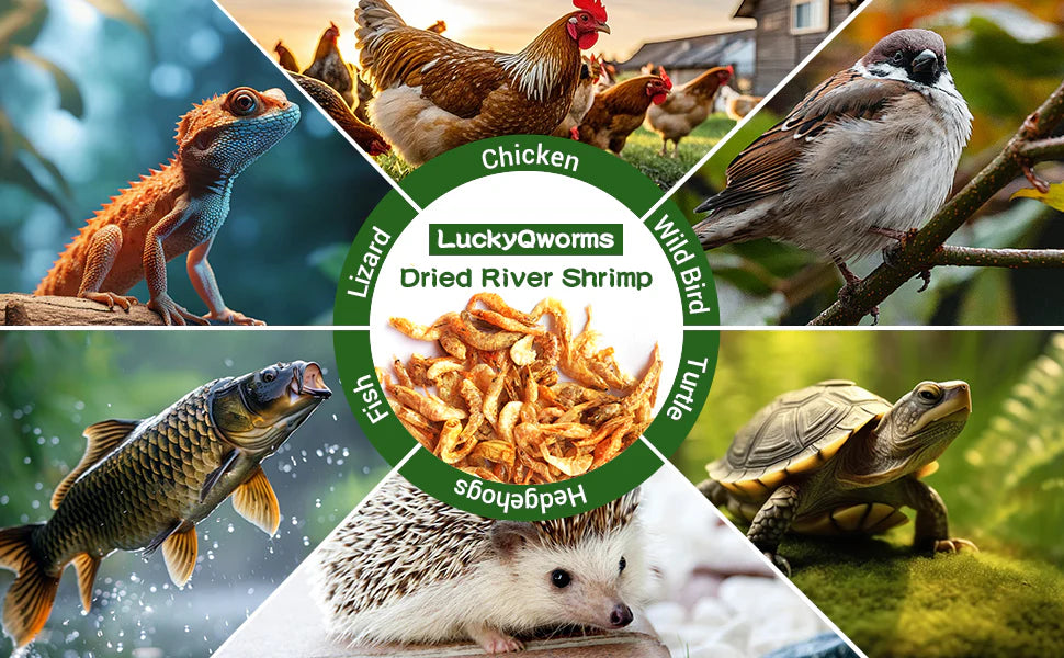 LuckyQworms 5lbs Freeze Dried River Shrimp – High-Protein, Omega-3 Treats for Chickens, Ducks, Birds & Turtles | All-Natural, Non-GMO Feed