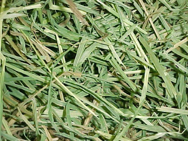 Feedtastic Timothy Hay (American Pet)