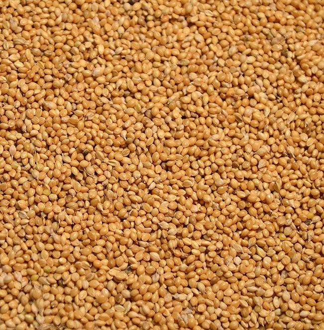 Golden Millet Seed