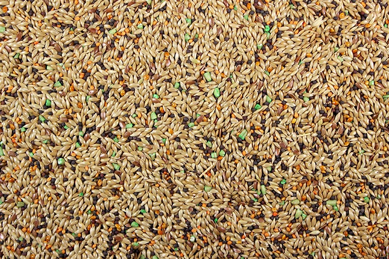 Canary Seed Mix with Vitamins