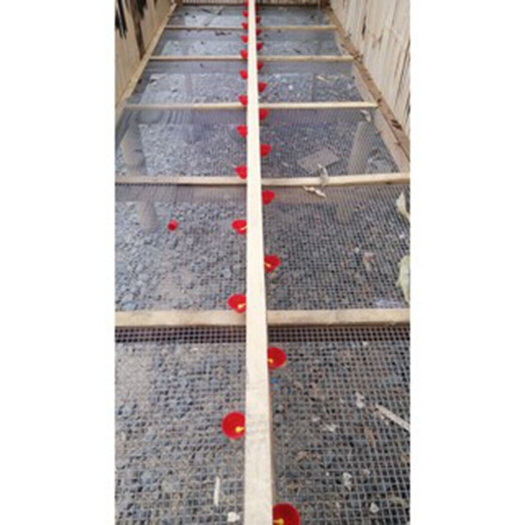Automatic Water Drinking Cups - Water Feeder for Poultry and Pigeons (10 pcs.)