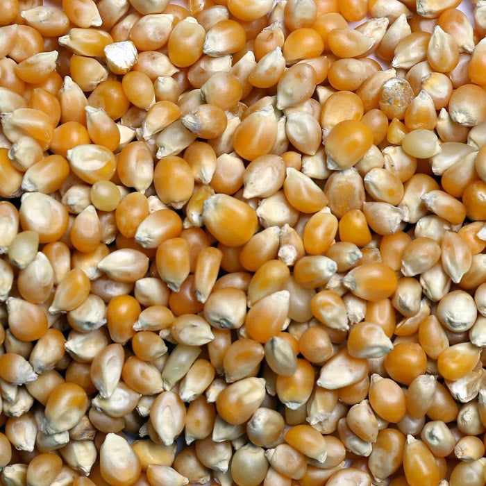 POPCORN (Leach Grain & Milling)