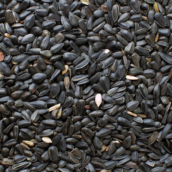 A close-up image of black oil sunflower seeds in shell.