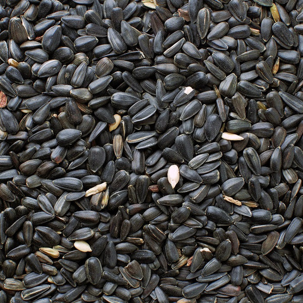 Black Oil Sunflower Seed (Leach Grain) Sunflower Seeds Bird Feed