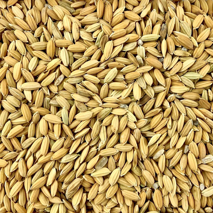 Paddy Rice (Leach Grain) Premium Paddy Rice for Sale