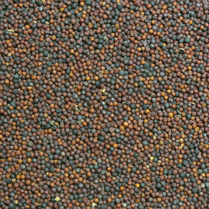 Black Rape Seed Bird Feed