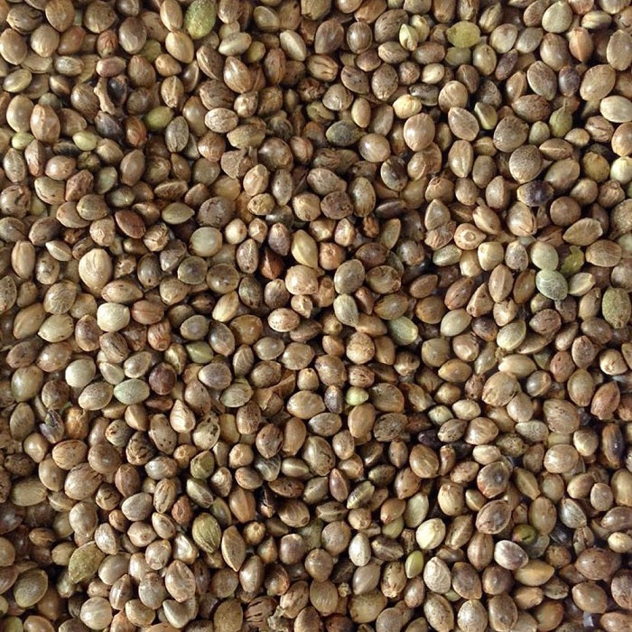 A close-up image of hemp seeds, showing individual seeds.