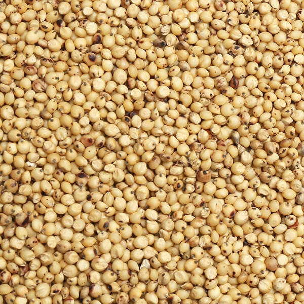 milo seeds for planting White Milo (Leach Grain & Milling) Premium Milo Seed for Birds 5 LBS