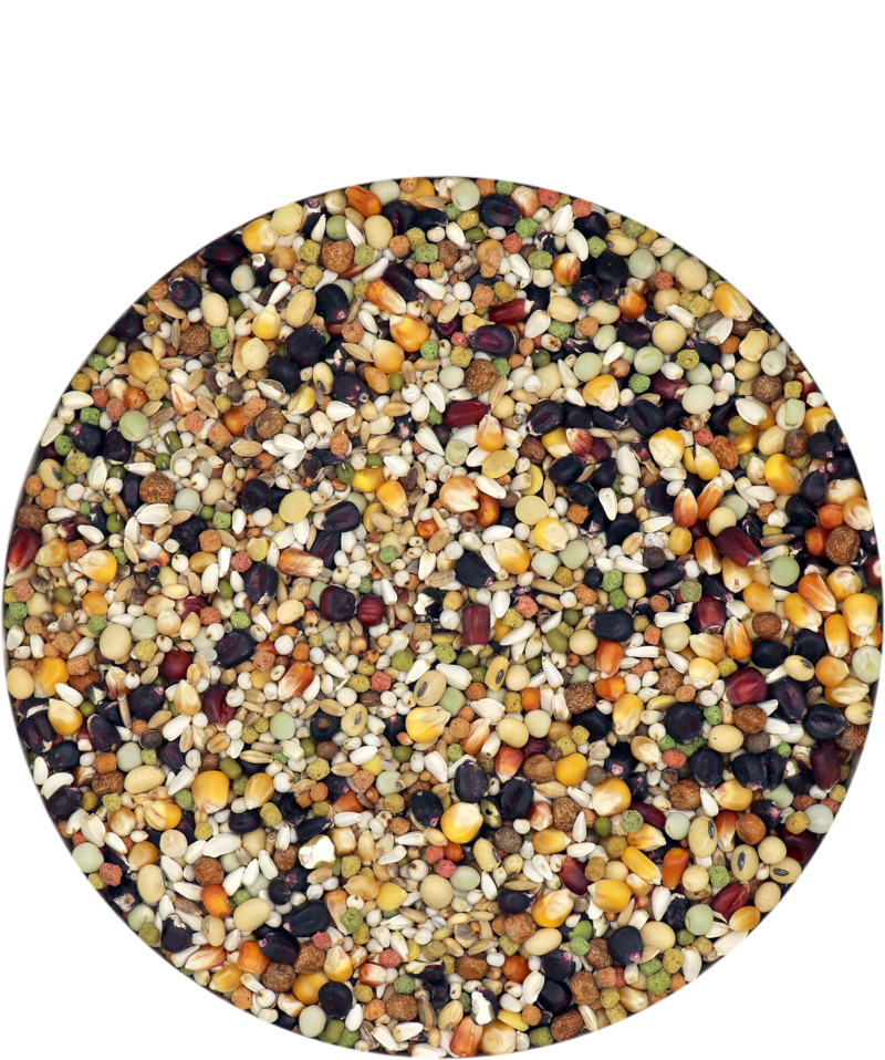 Racing Pigeon Feed